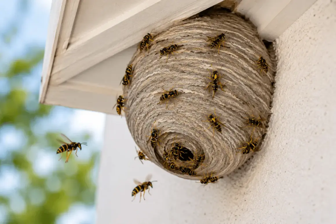 Feuerwehrleute bereiten sich auf ein Wespennest entfernen vor. Wespen schwirren um ihr Nest unter einem Dachvorsprung.