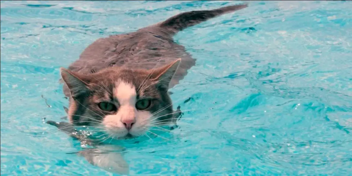 ¿A los gatos les gusta el agua? La verdad detrás de su comportamiento