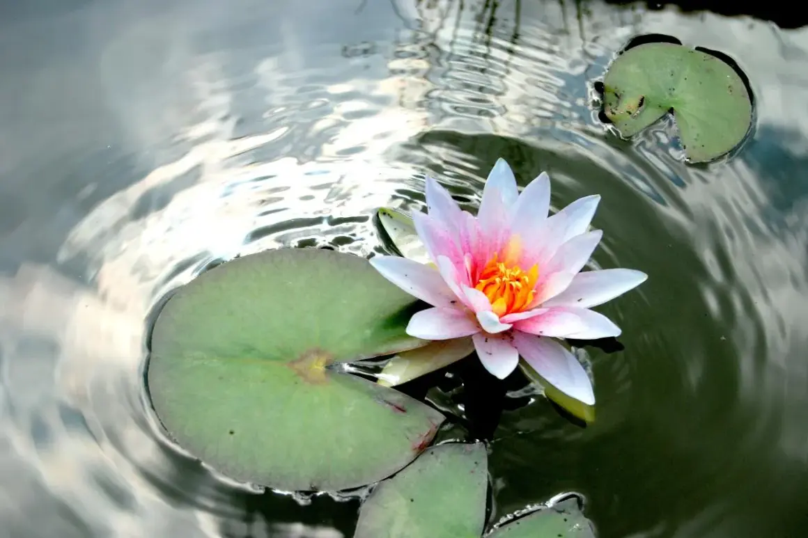 Flor de loto rosa y blanca sobre agua oscura, rodeada de hojas verdes. Su belleza evoca el significado de amor puro y renacimiento.