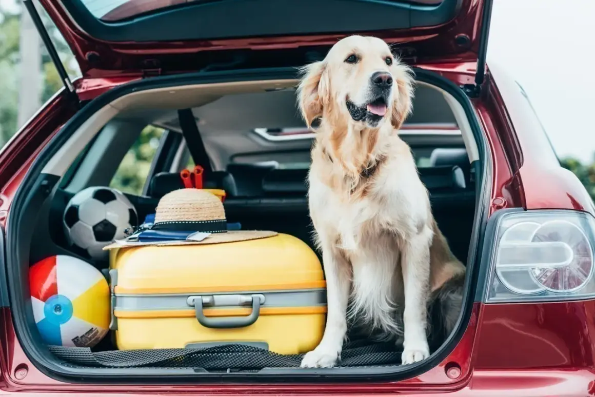 Un golden retriever attend patiemment dans le grand coffre d'une voiture, prêt pour l'aventure avec une valise jaune, un ballon et un chapeau de paille.