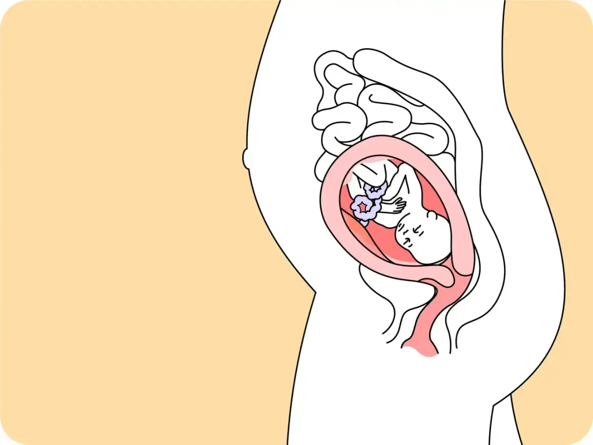 Illustration zeigt ein Baby im Bauch bei 22 ssw. Es liegt gemütlich in der Gebärmutter, umgeben von Fruchtwasser.