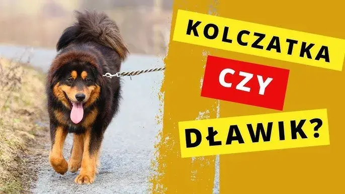 Alternatywy dla kolczatki dla psa: skuteczne i humanitarne metody