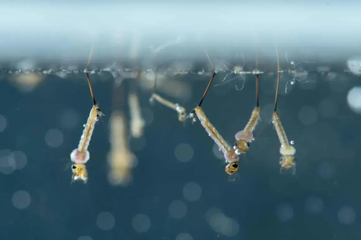 Plusieurs larves de moustiques, appelées "têtards", flottent à la surface de l'eau, respirant grâce à un siphon.