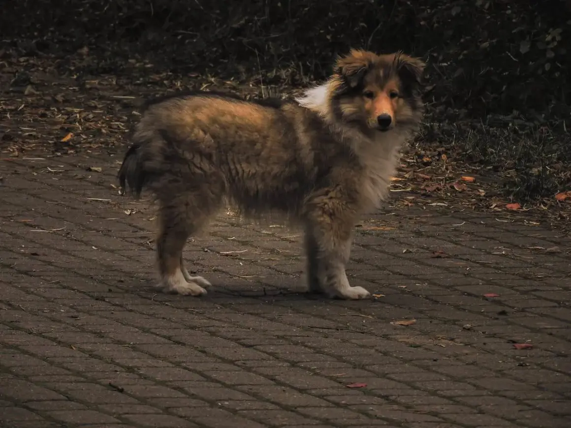 Pies rasy collie stoi na chodniku. Może czuć bulgotanie w brzuchu i wodnistą biegunkę, dlatego wygląda na zmartwionego.