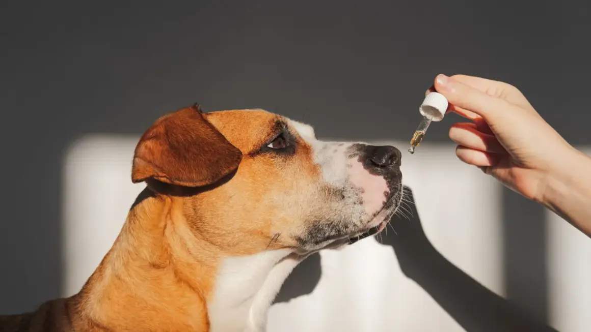 Un chien renifle une goutte d'huile de saumon. Avis sur l'huile de saumon pour chien.
