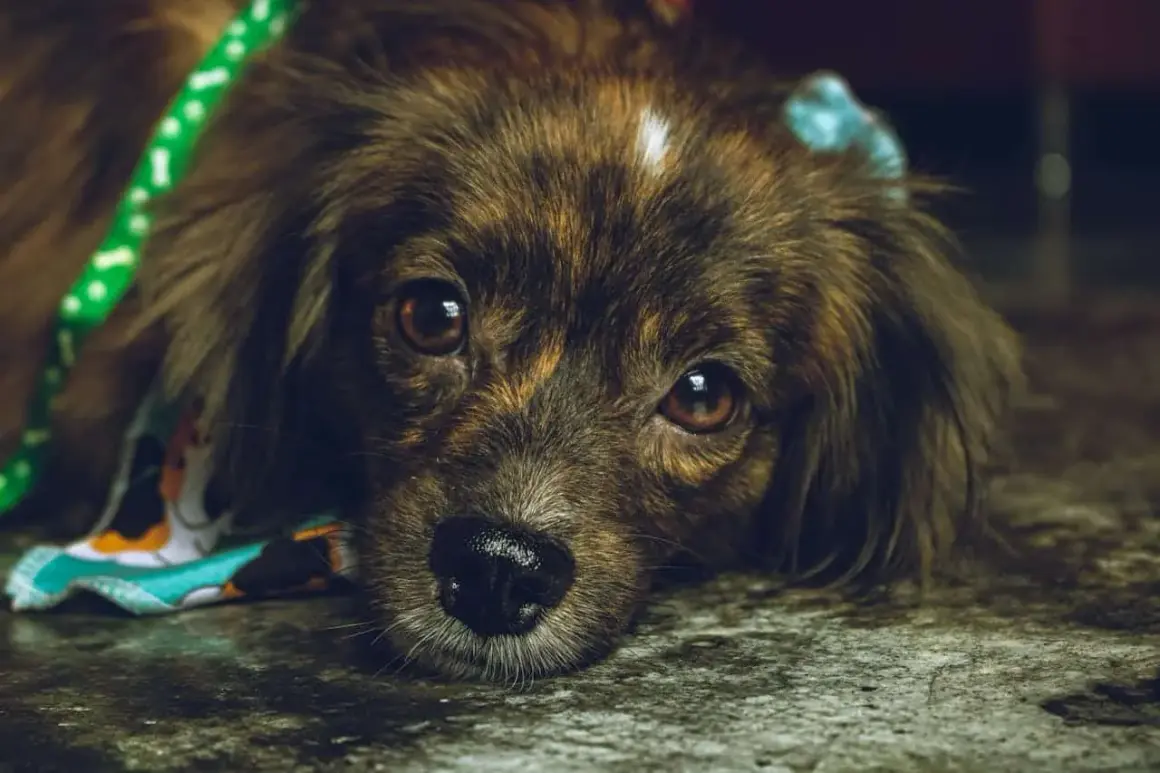 Perro con pelaje atigrado y ojos tristes, con un collar verde y un pañuelo colorido. Podría tener ataxia en perros.