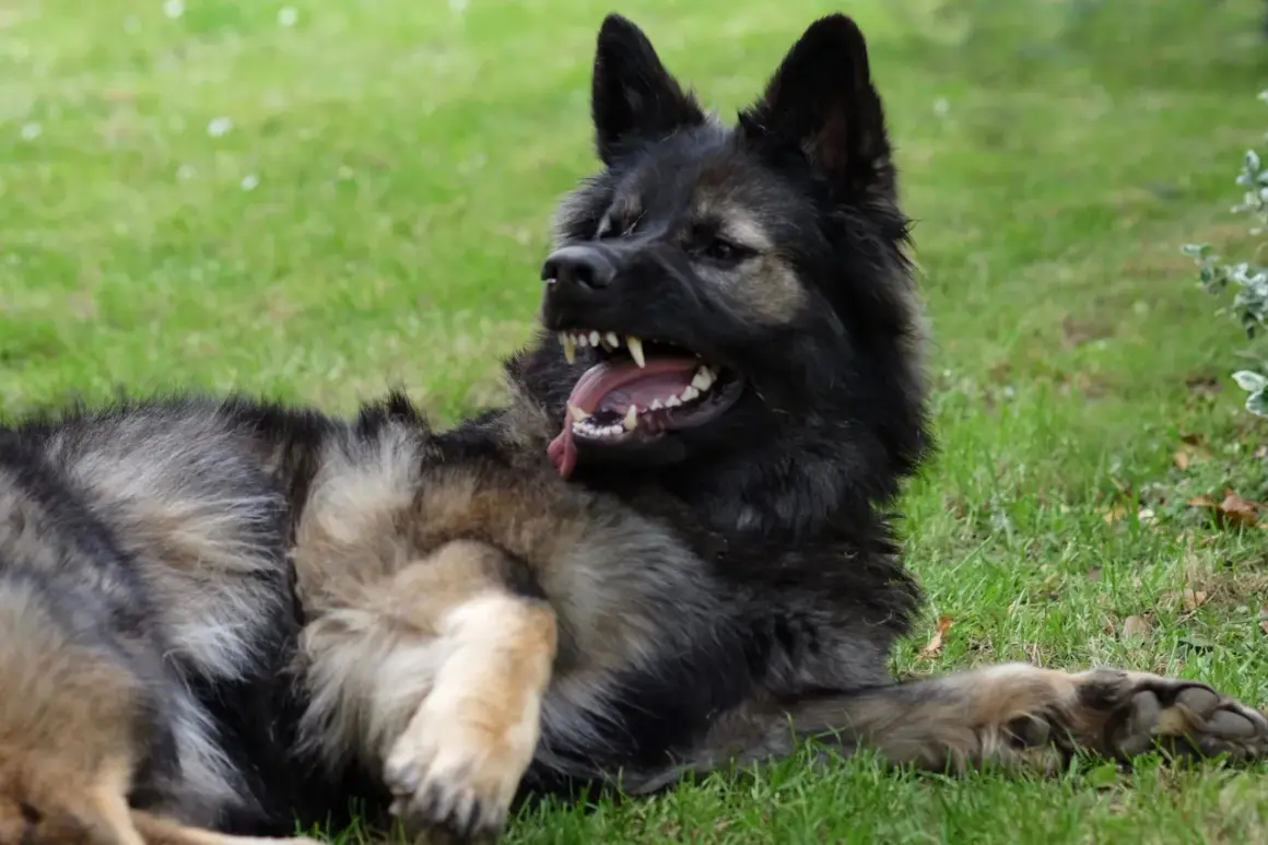 Un chien au pelage sombre et fauve, couché dans l'herbe, montre ses crocs dans un grognement. Mon chien devient agressif, mais c'est juste un jeu !