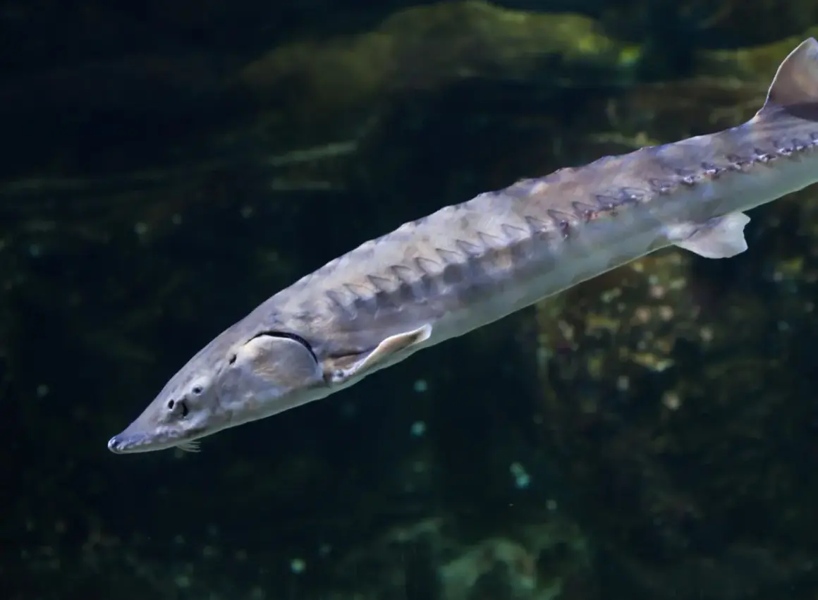 Un esturgeon d'Europe, poisson préhistorique aux plaques osseuses, nage dans les eaux sombres.