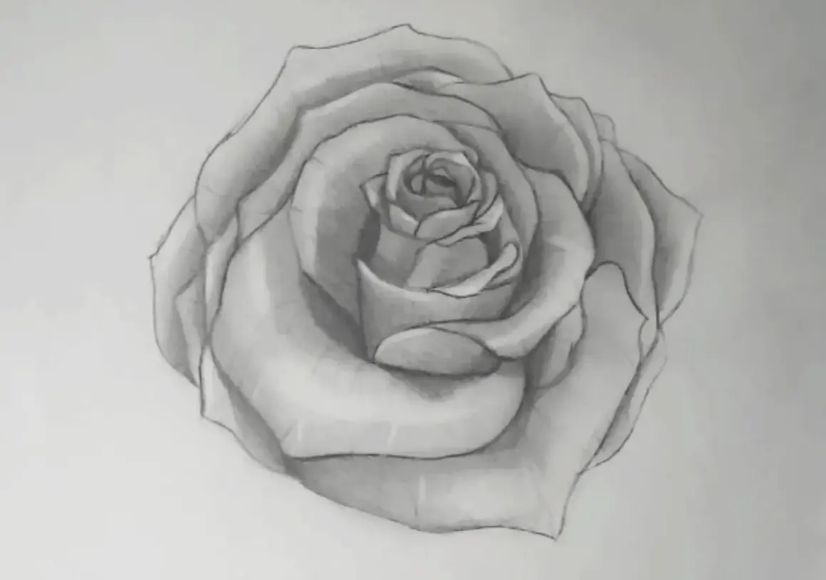 Bleistiftzeichnung einer Rose mit detaillierten Blütenblättern.