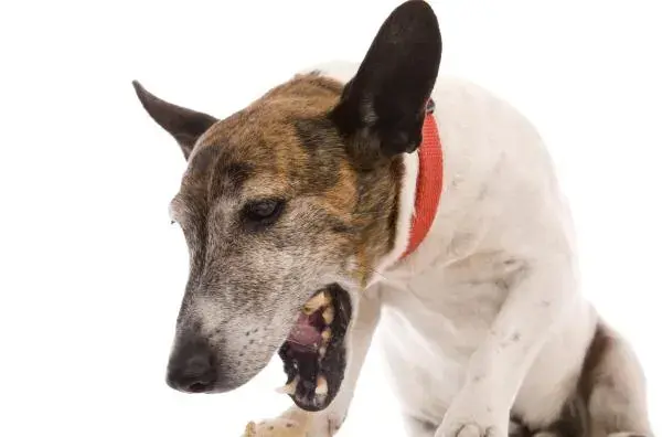 Ruidos en el estómago de mi perro por la noche: causas y soluciones