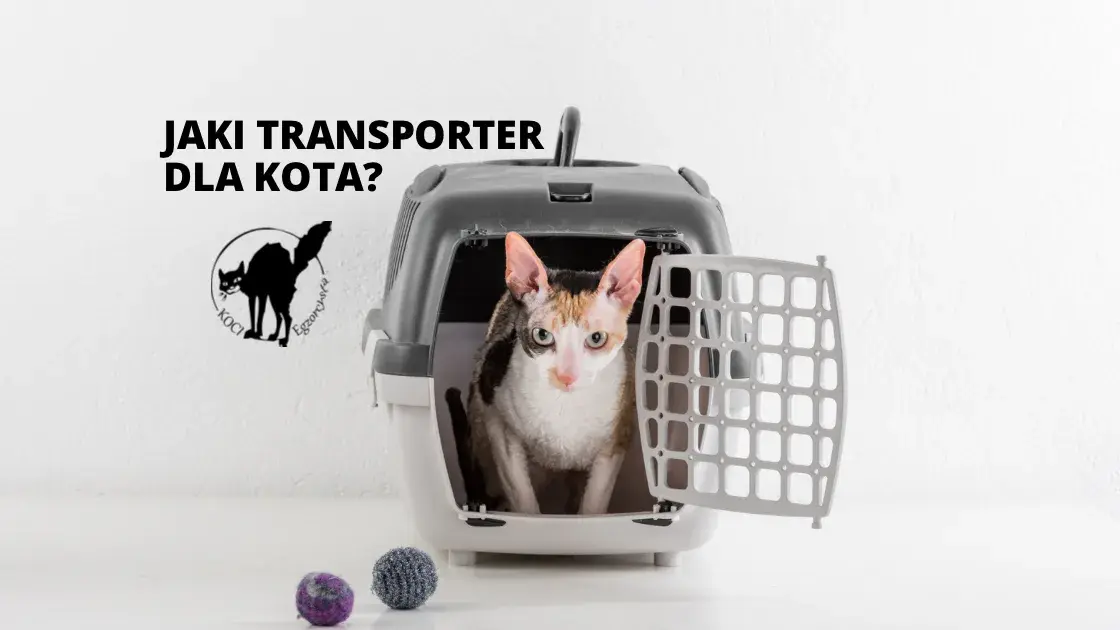 Czarny transporter dla kota: Jaki wybrać? Poradnik 2024