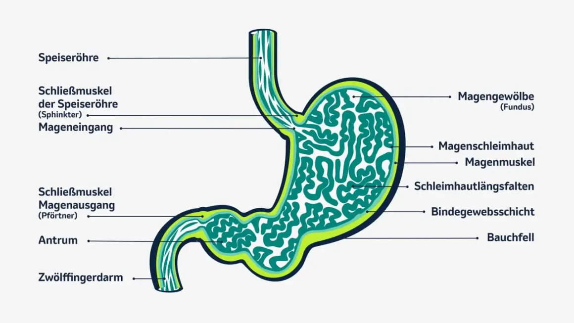Anatomie des Magens mit Beschriftungen. Das Verständnis der Magenstruktur kann bei der Erkennung von magenkrebs symptomen helfen.