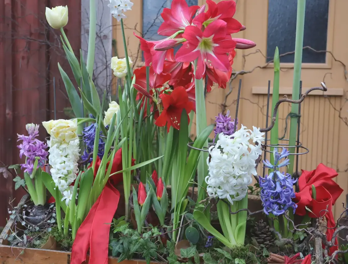 Vacker blomsterarrangemang med amaryllis, tulpaner och hyacinter. Perfekt inspiration för att plantera hyacinter ute.