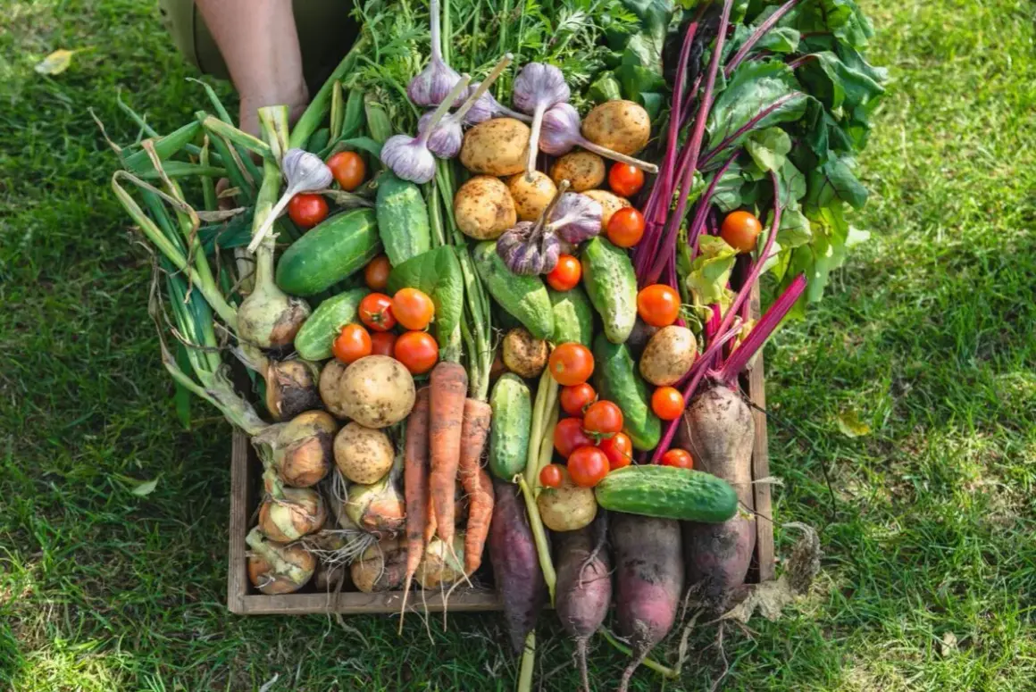 Un cesto pieno di verdure fresche: patate, pomodori, cetrioli, aglio, cipolle, carote e barbabietole. Un vero calendario orto da gustare!