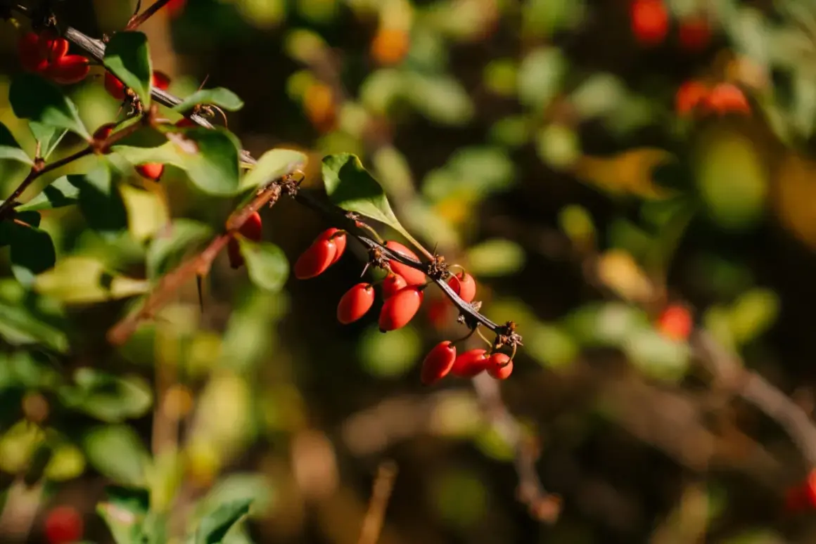 Rote Beeren am Zweig, die an die berberin wirkung erinnern.