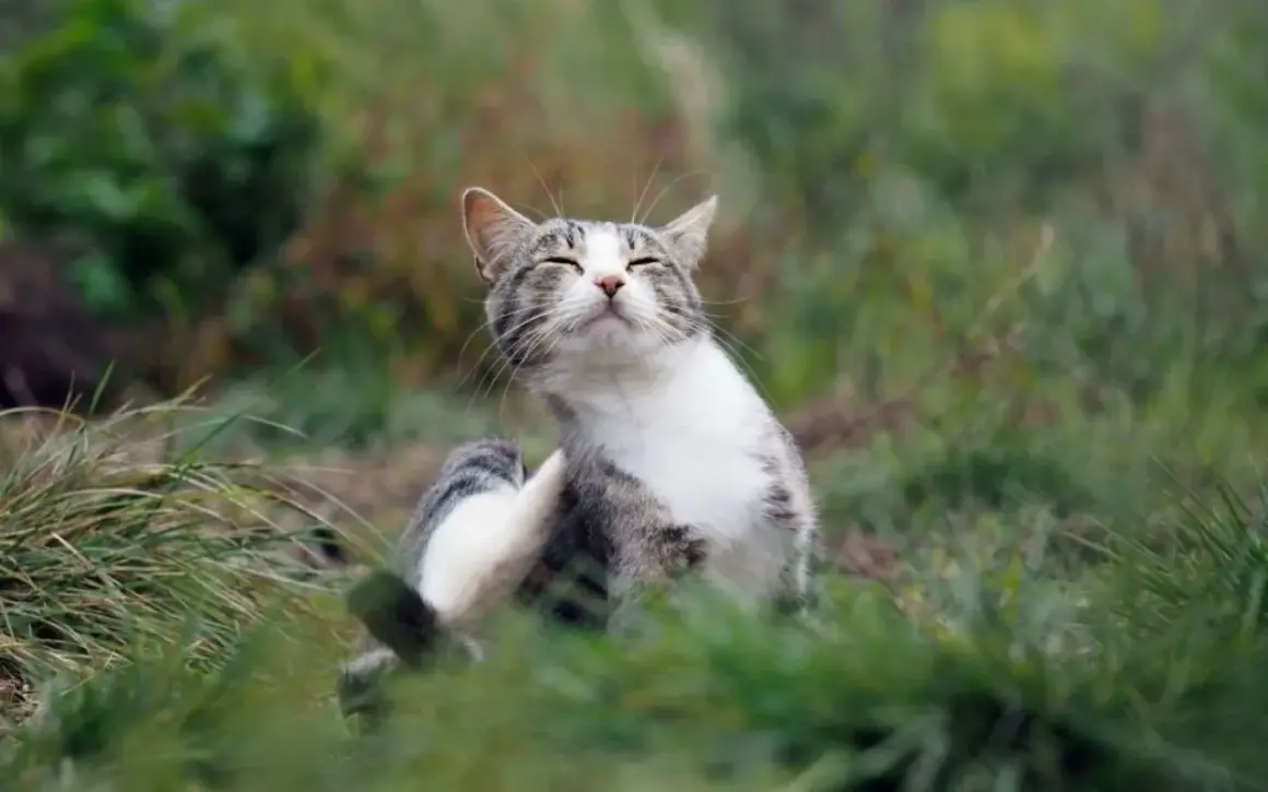 Un chat tigré se gratte dans l'herbe, peut-être pour soulager une démangeaison liée aux maladies transmises par les chats.