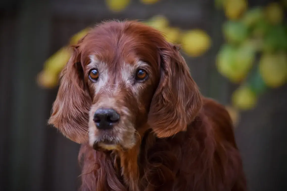 En gammal hund med vackra, kloka ögon. Pälsen är rödbrun och lite grå runt nosen, vilket vittnar om många års trogen tjänst.