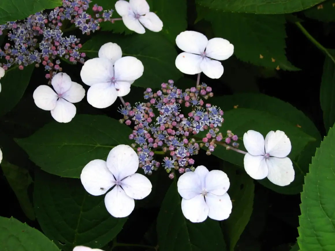 Fiori bianchi e delicati di hydrangea serrata, con piccoli boccioli rosa e blu al centro, su uno sfondo di foglie verdi.