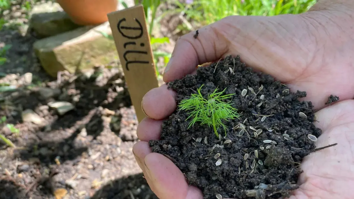 Hände halten Erde mit einem jungen Dill-Lichtkeimer und Samen. Ein Holzschild mit "Dill" steht daneben.