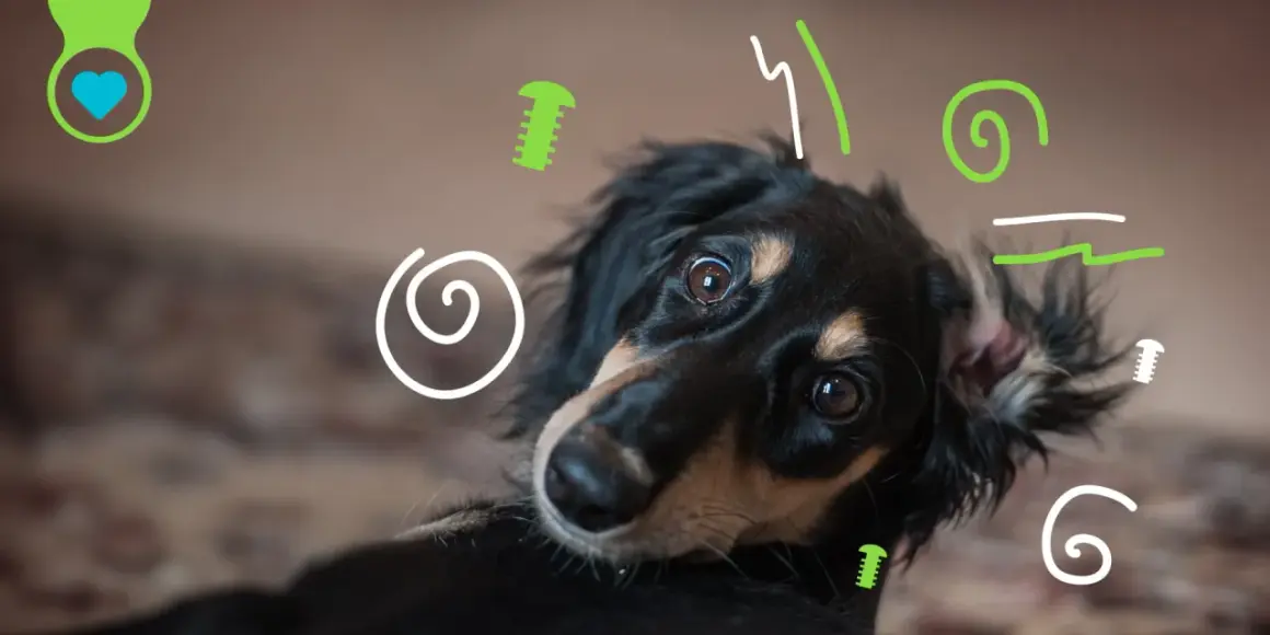 Un perro hiperactivo con ojos curiosos, rodeado de garabatos verdes y blancos.