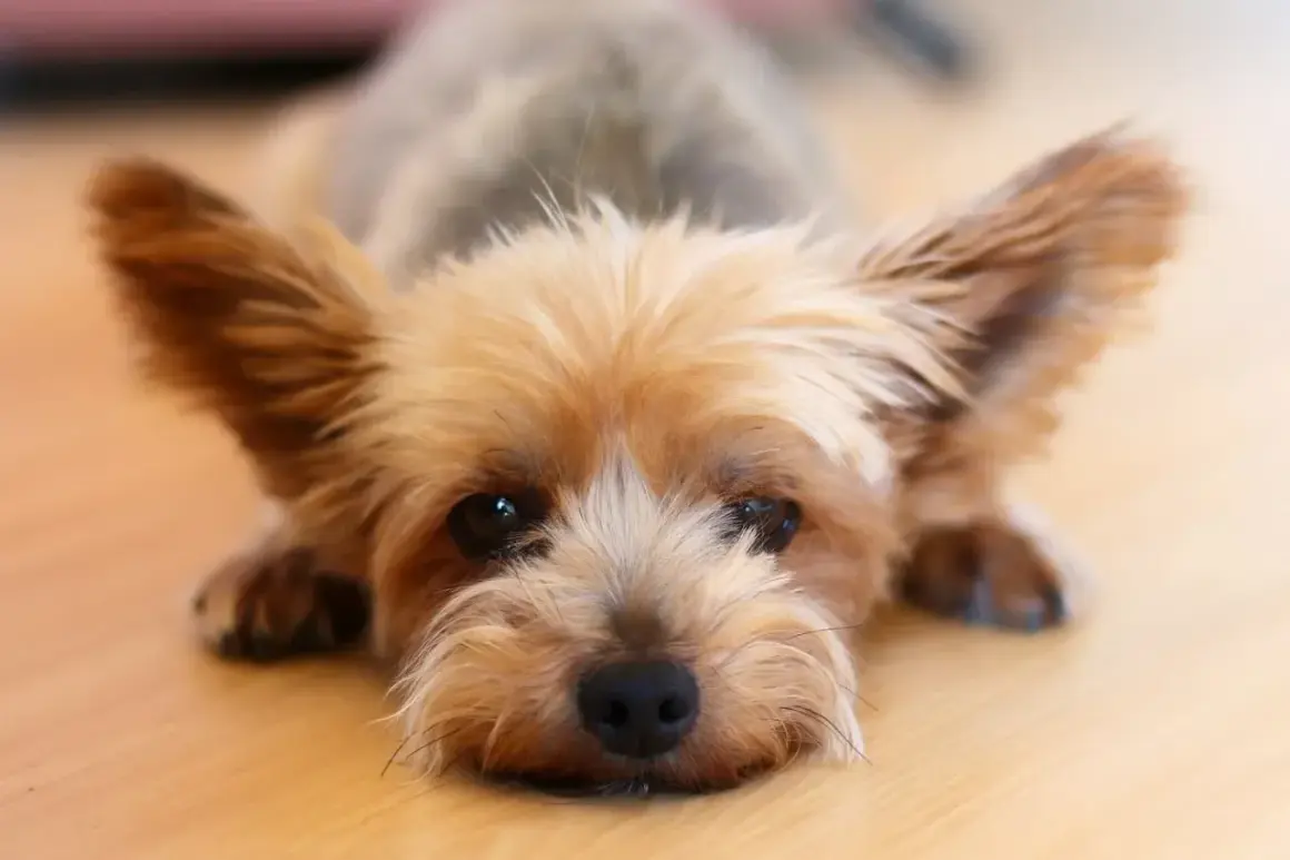 Yorkshire terrier con orejas grandes y pelaje dorado, tumbado en el suelo. A pesar de su tamaño, los yorkshire suelen morir por problemas cardíacos o renales.