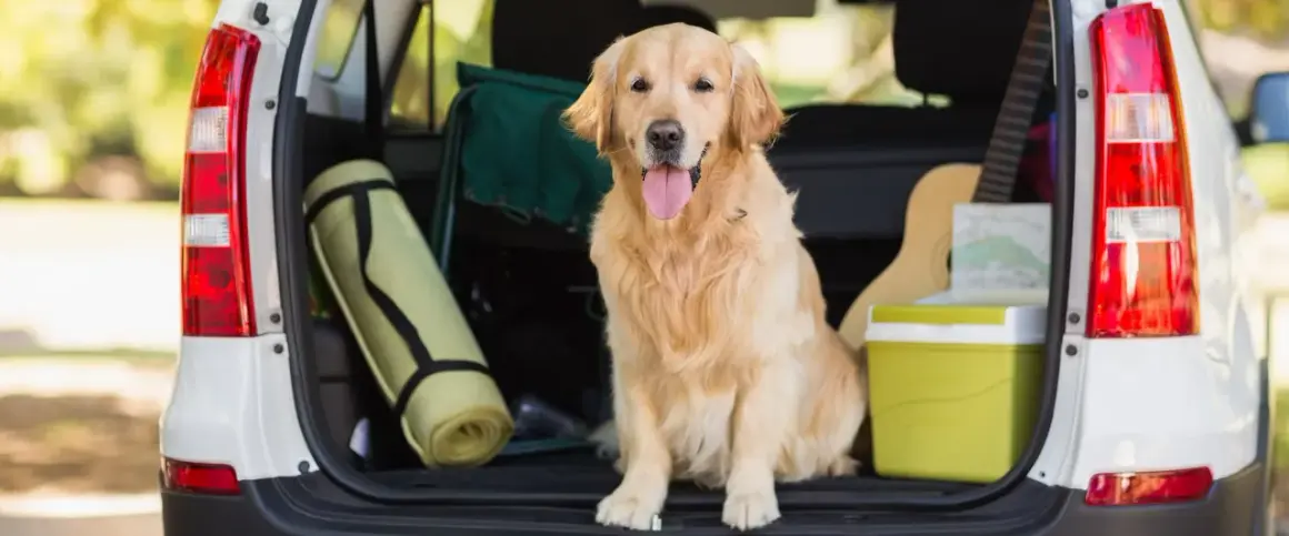 Złoty retriever w bagażniku gotowy na wycieczkę. W bagażniku leży mata, gitara i lodówka. Przygotowania do podróży z psem, może przyda się aviomarin dla psa.