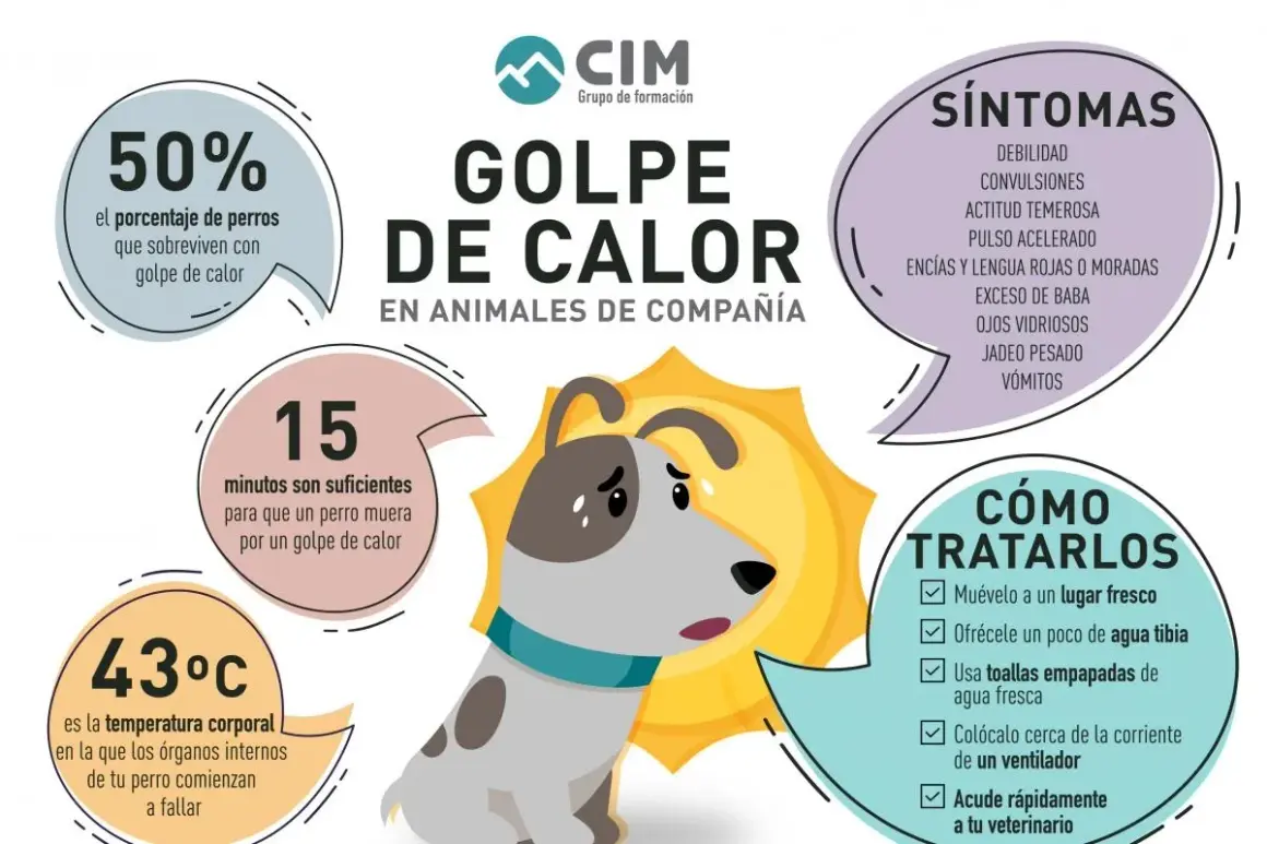 Infografía sobre el golpe de calor en perros: síntomas, temperatura crítica (43°C), tiempo de supervivencia (15 min) y cómo tratarlo.