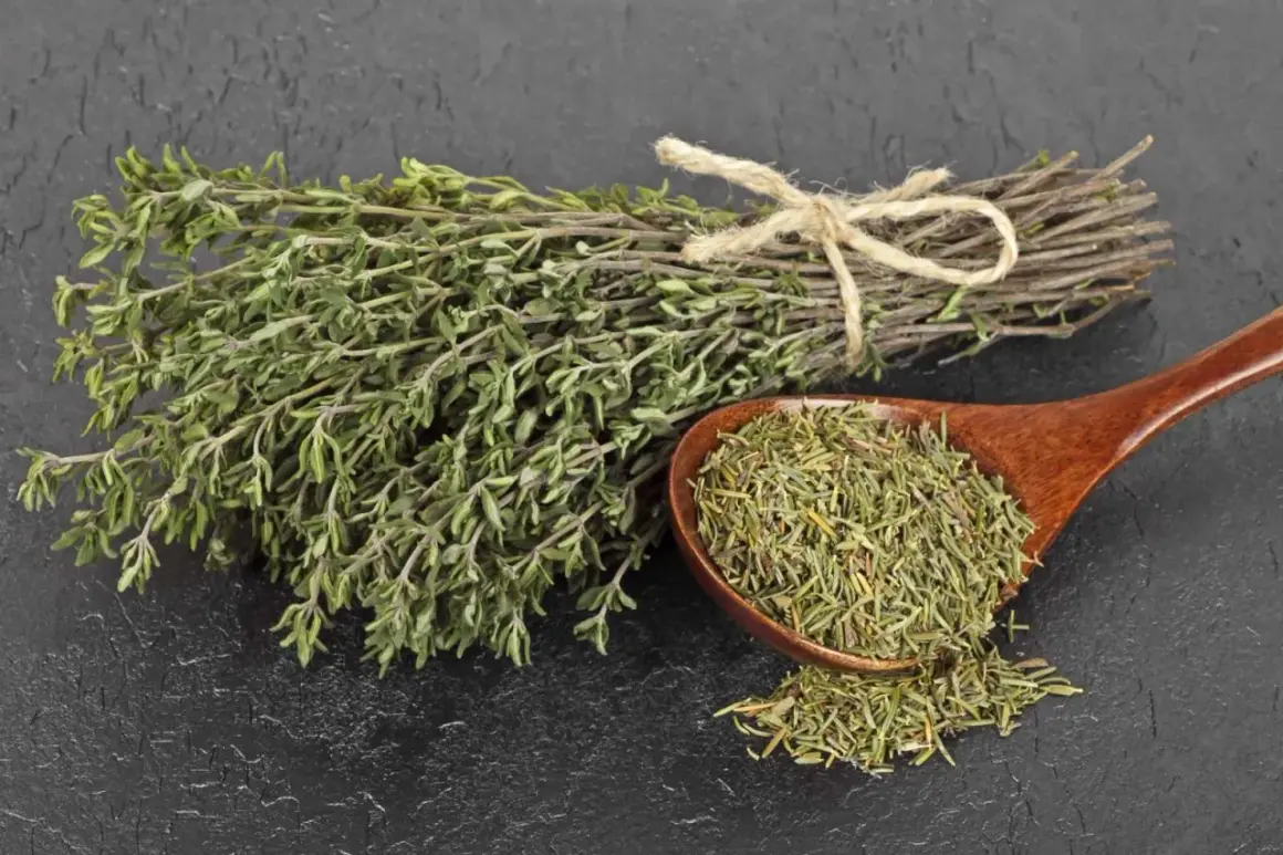 Manojo de tomillo fresco y seco en cuchara de madera. El tomillo para que sirve es para dar sabor a comidas y como remedio natural.