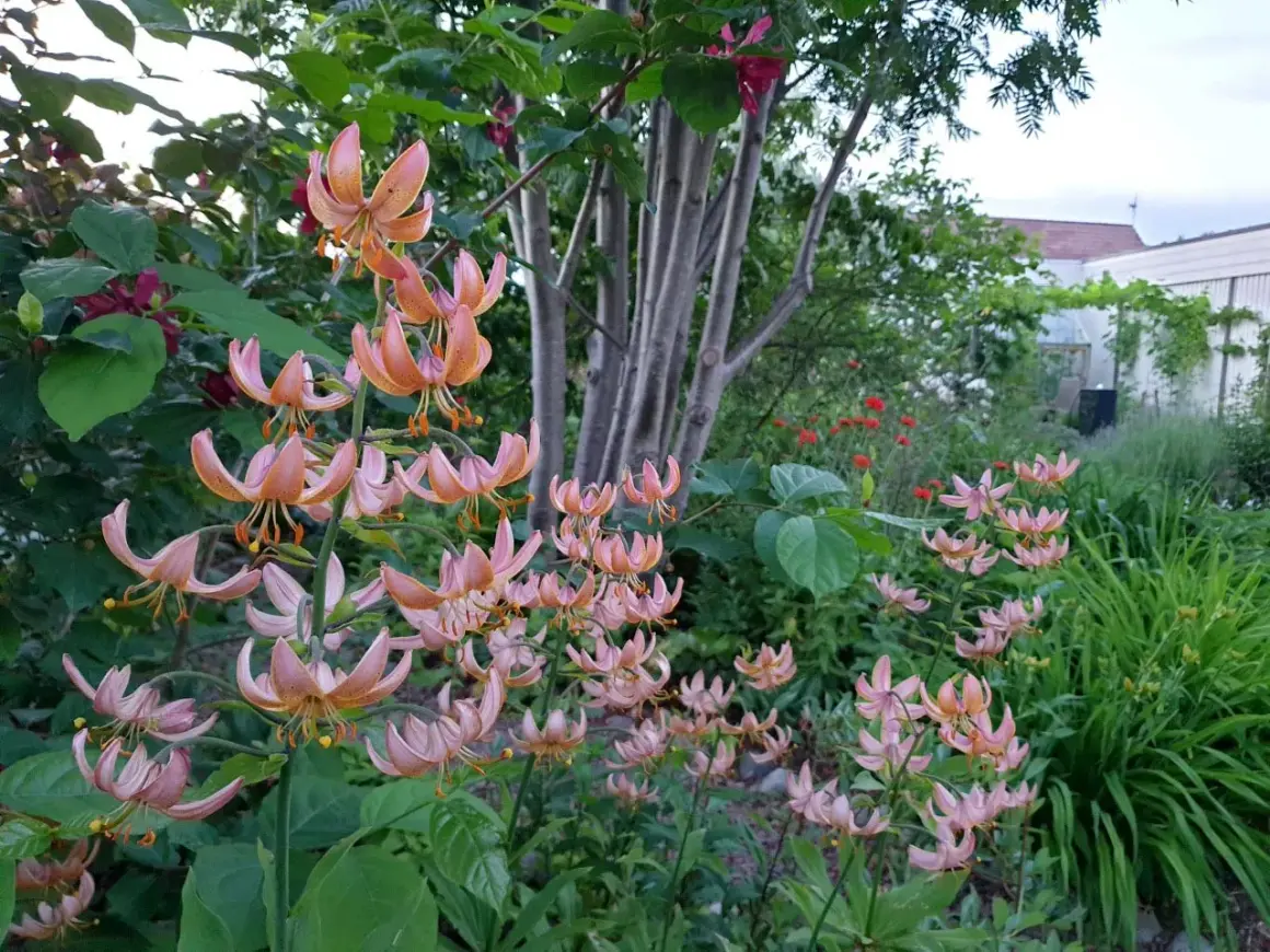 En trädgård med koreansk blomsterkornell i blom. Blommorna är rosa med orange prickar och hänger ner från stjälkarna.
