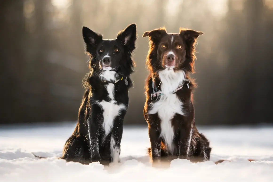 Dwa psy, czarny owczarek australijski i brązowy border collie, siedzą w śniegu, oświetlone słońcem.