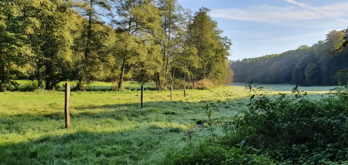 Morgendlicher Tau auf einer Wiese, ideal für eine Wanderung wie bei Neandertalern. Holzpfähle markieren einen Weg durch das Gras.