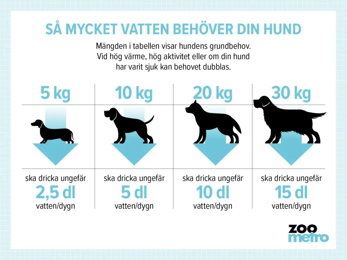 En tabell visar hur mycket vatten en hund behöver. En stor hund dricker mycket, upp till 15 dl per dygn.