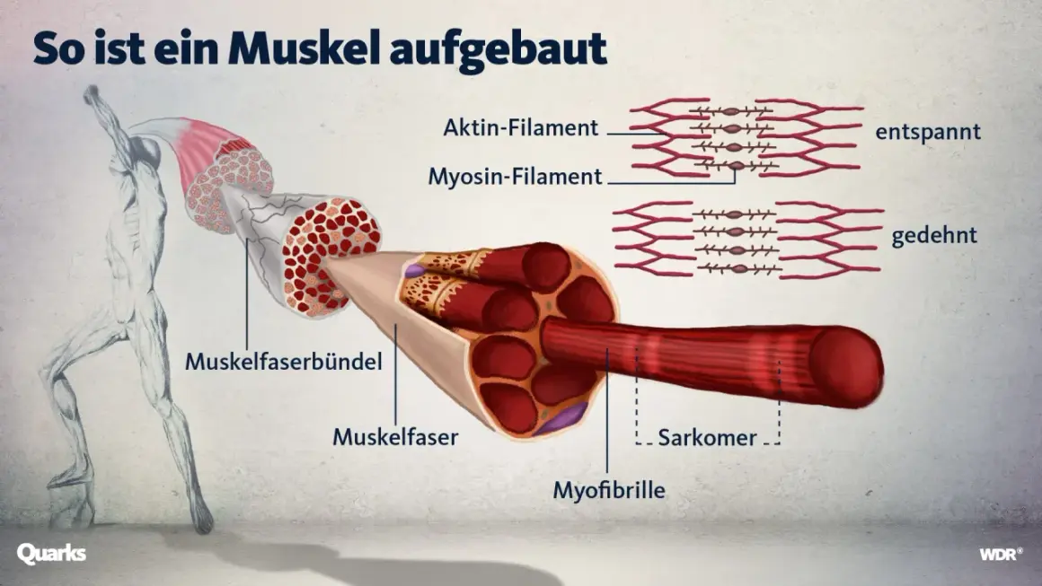 So ist ein Muskel aufgebaut: Illustration zeigt Muskelfaserbündel, Muskelfasern und Myofibrillen mit Aktin- und Myosin-Filamenten. Wichtig für Fitness und Muskelaufbau.