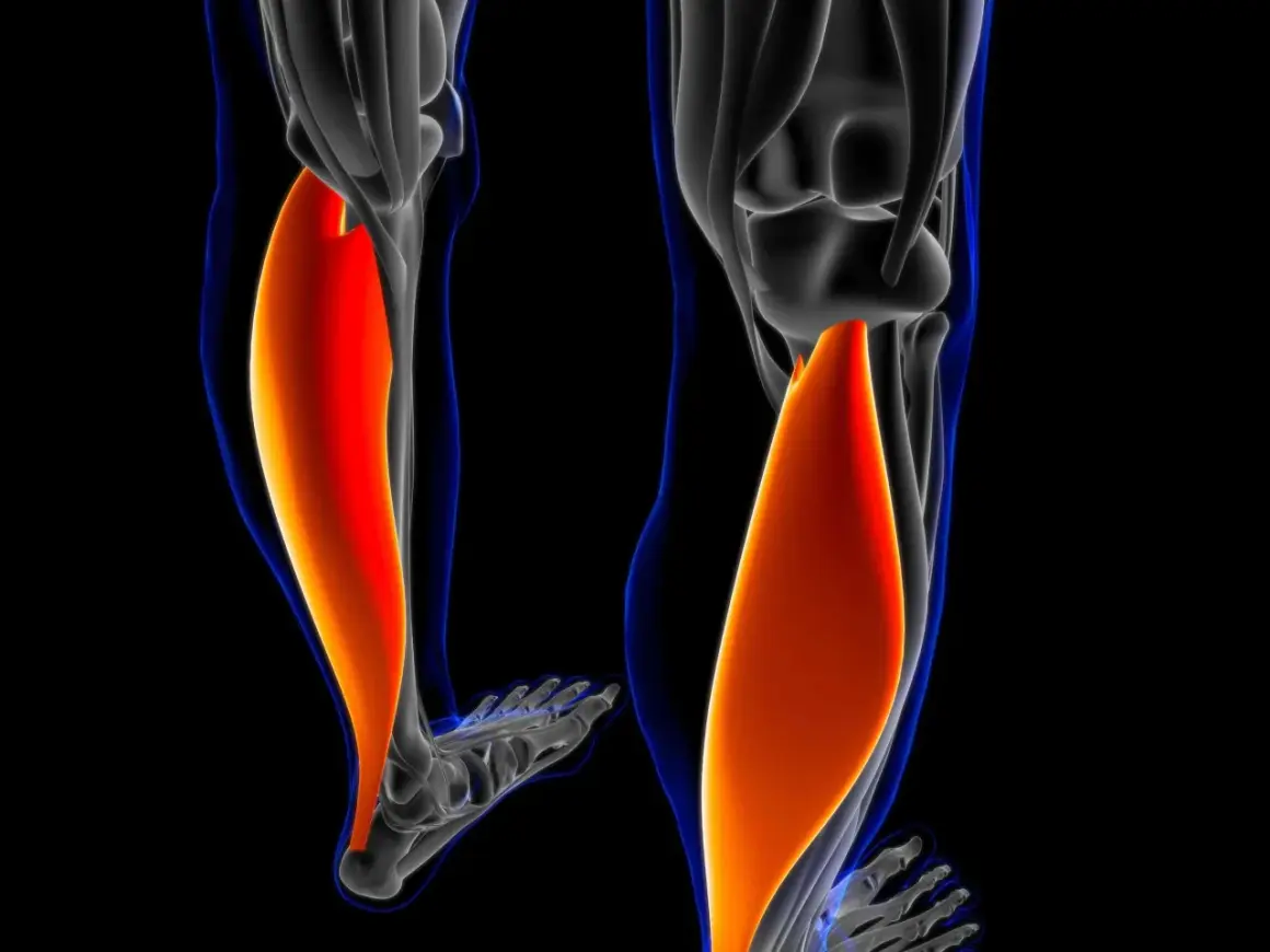 Der **soleus muskel** ist ein wichtiger Muskel im Unterschenkel, der für die Plantarflexion des Fußes zuständig ist.
