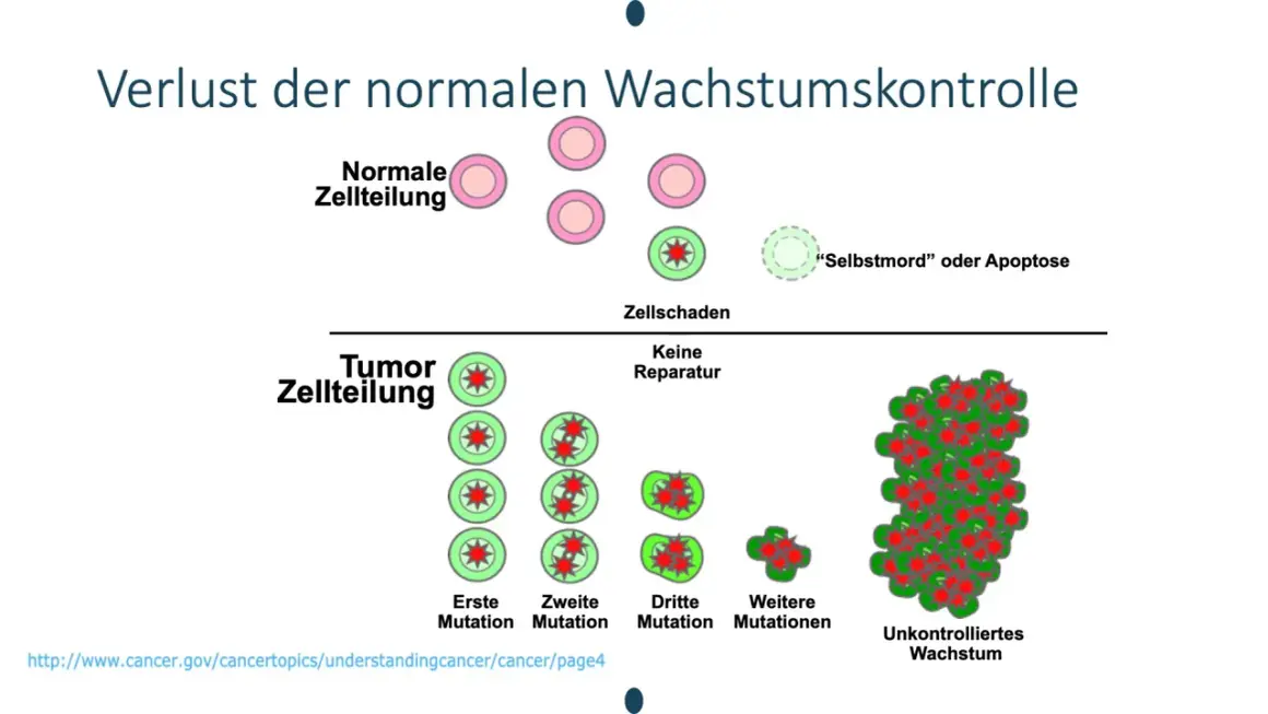 Verlust der normalen Wachstumskontrolle: Normale Zellen teilen sich, beschädigte Zellen sterben ab. Bei Tumor-Zellteilung, ohne Reparatur, kommt es zu c-Zell-Hyperplasie und unkontrolliertem Wachstum.