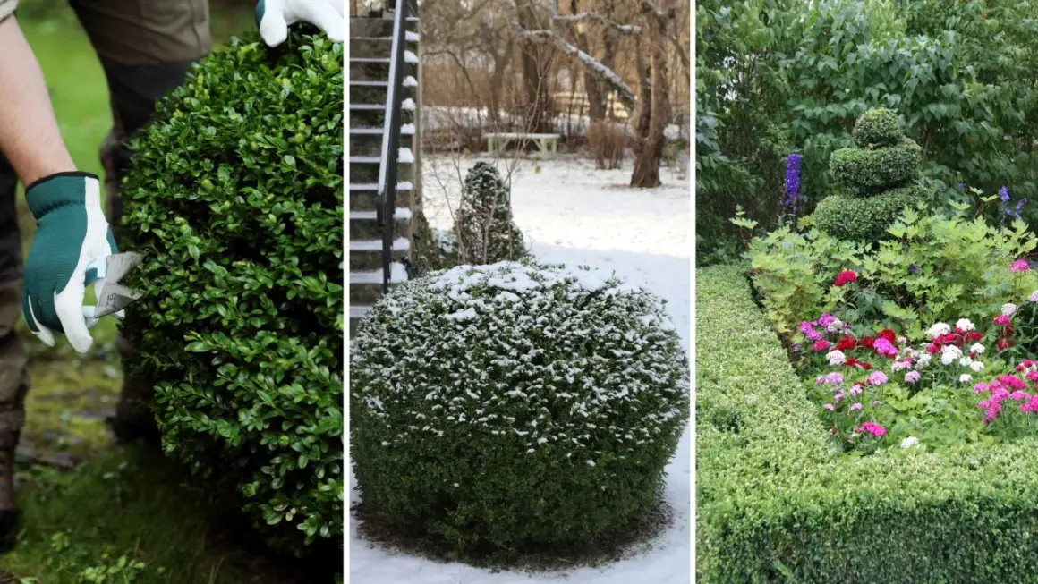 Buxbom i olika skepnader: klipps, täcks av snö och blomstrar vackert, trots hotet från buxbomssjukdom.