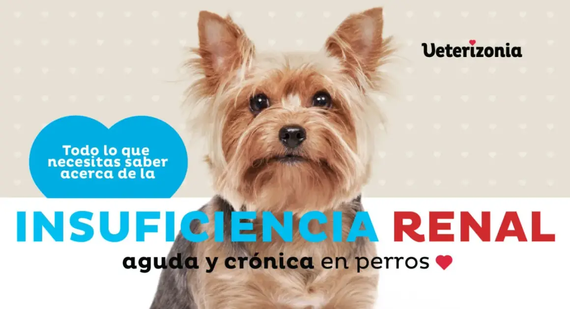 Adorable yorkshire terrier con texto sobre insuficiencia renal en perros. Información vital para dueños preocupados.