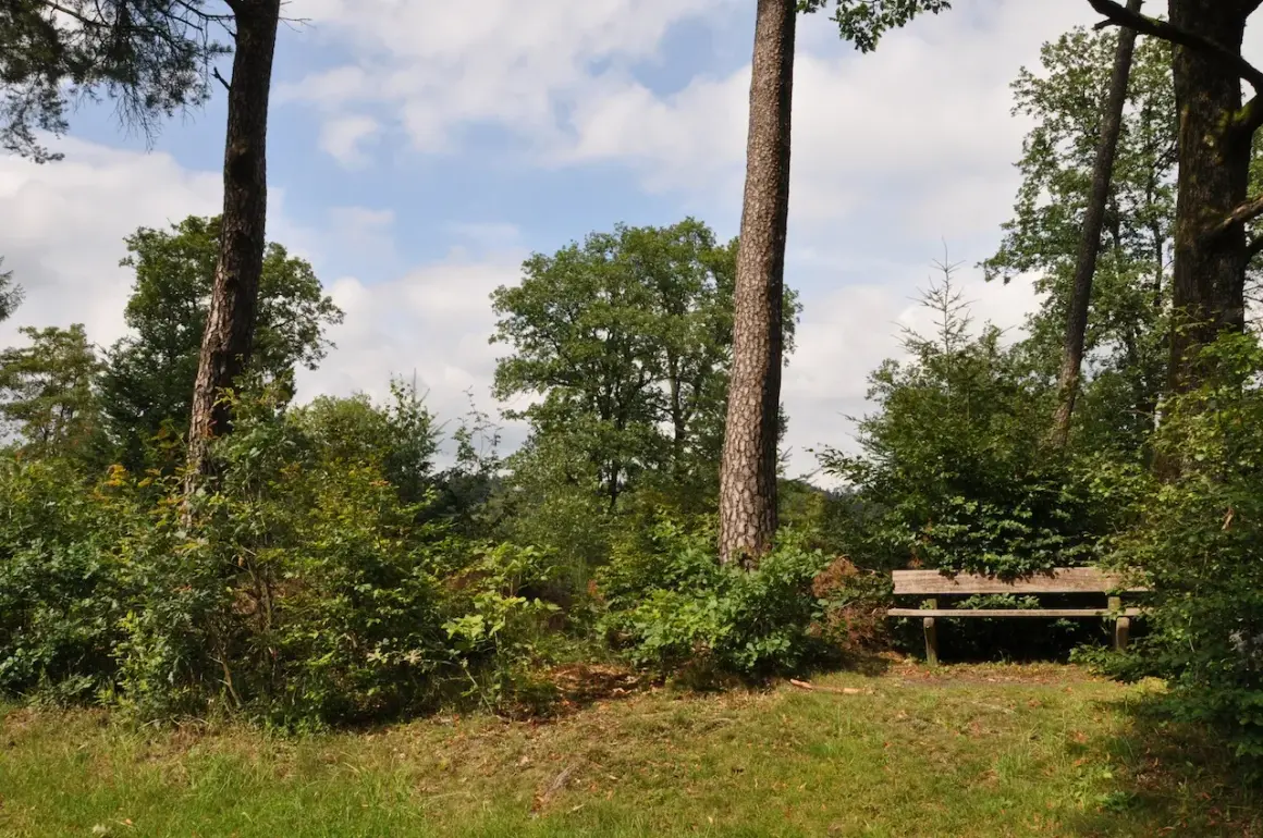 Holzbank am Hexenweg Friesenhagen, umgeben von üppigem Grün und hohen Bäumen. Ein friedlicher Ort zum Ausruhen.