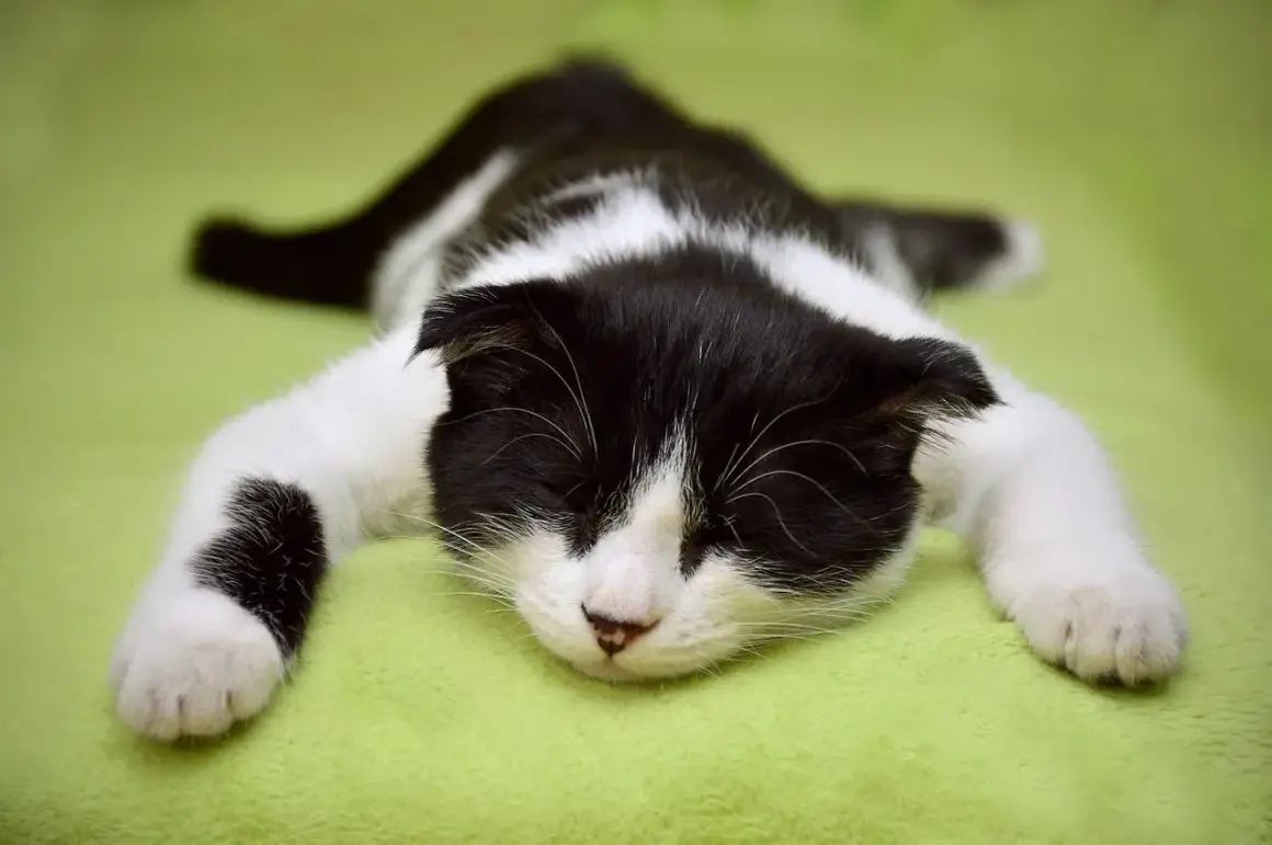 Un chaton noir et blanc, tout mou, dort profondément sur un fond vert. Il faut dire que mon chat dort beaucoup !