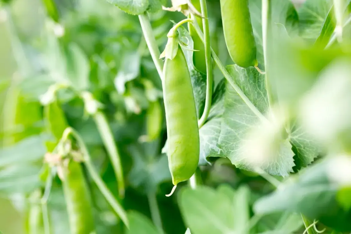 Frische zucker erbsen reifen an der Pflanze.