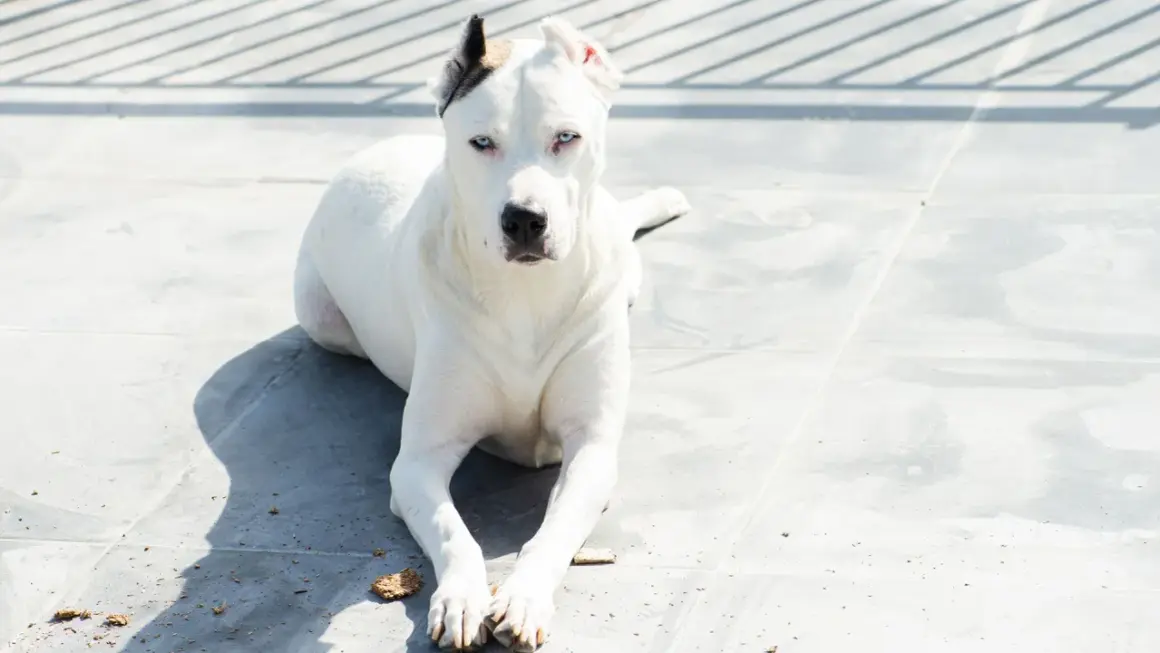 Dogo argentino con ojos azules intensos, raza que algunos consideran peligrosa, descansa sobre baldosas grises bajo la sombra de una valla.