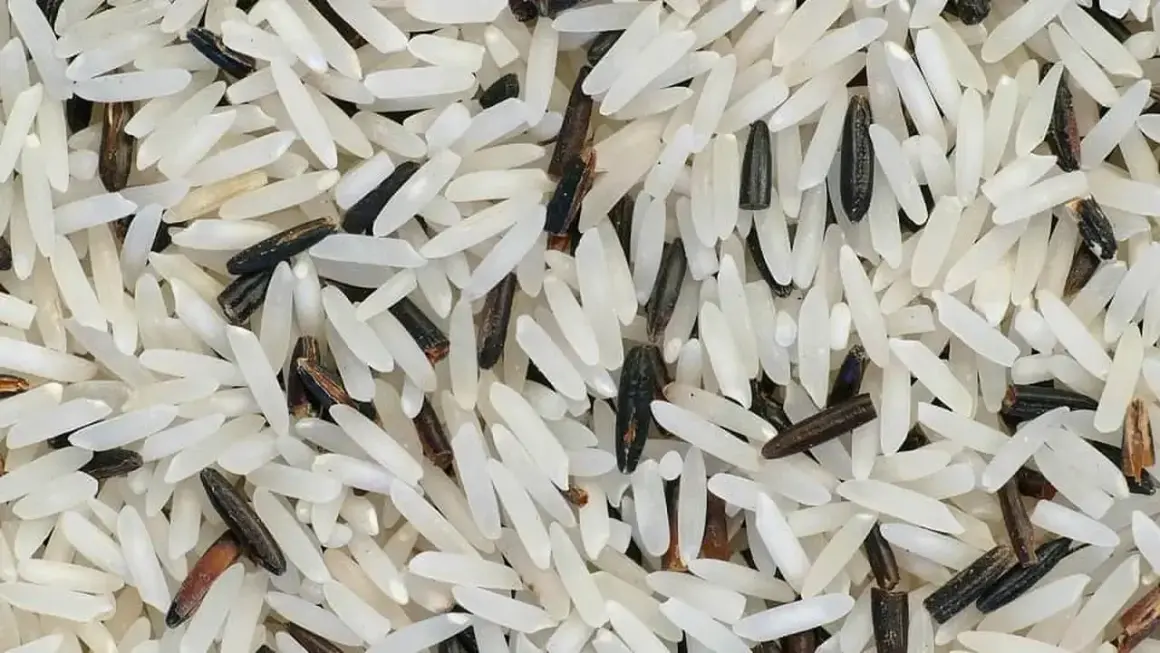 Czy ryż basmati nadaje się do risotto? Oto, co musisz wiedzieć