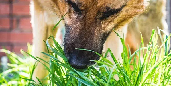 ¿Por qué comen hierba los perros? Razones sorprendentes y preocupaciones