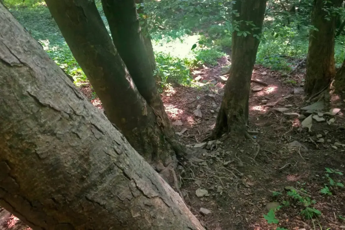 Kamienista ścieżka w lesie, prowadząca na Lackową. Drzewa o grubych pniach tworzą cień.
