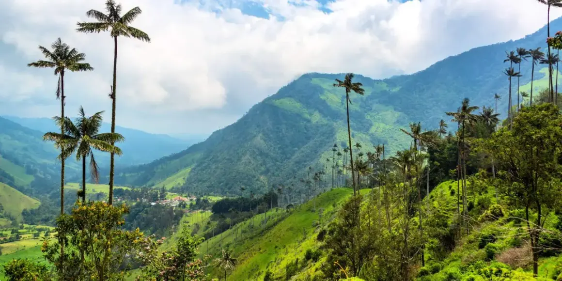 Valle de Cocora, Colombia que ver: palmas de cera altísimas se alzan sobre colinas verdes y un cielo nublado.