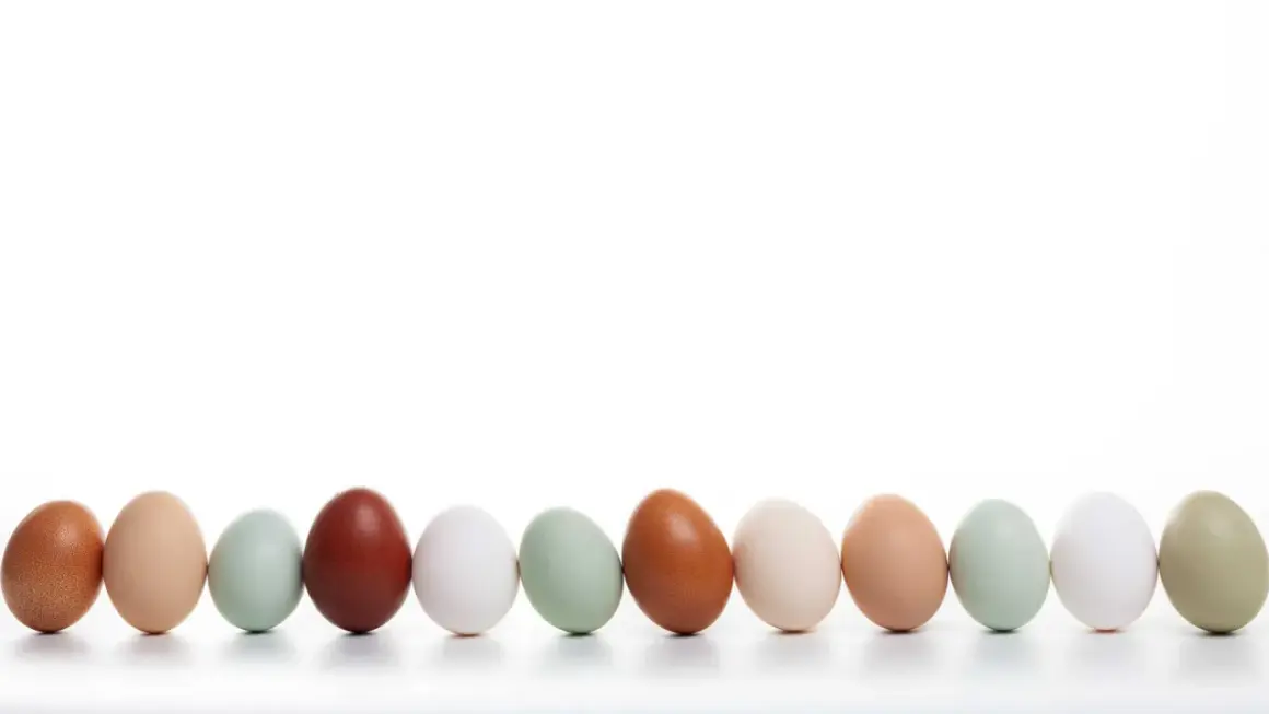Eine Reihe von Hühnereiern in verschiedenen Farben, von braun über grün bis weiß. Welches Huhn legt rosa Eier? Diese hier nicht, aber sie sind trotzdem schön.