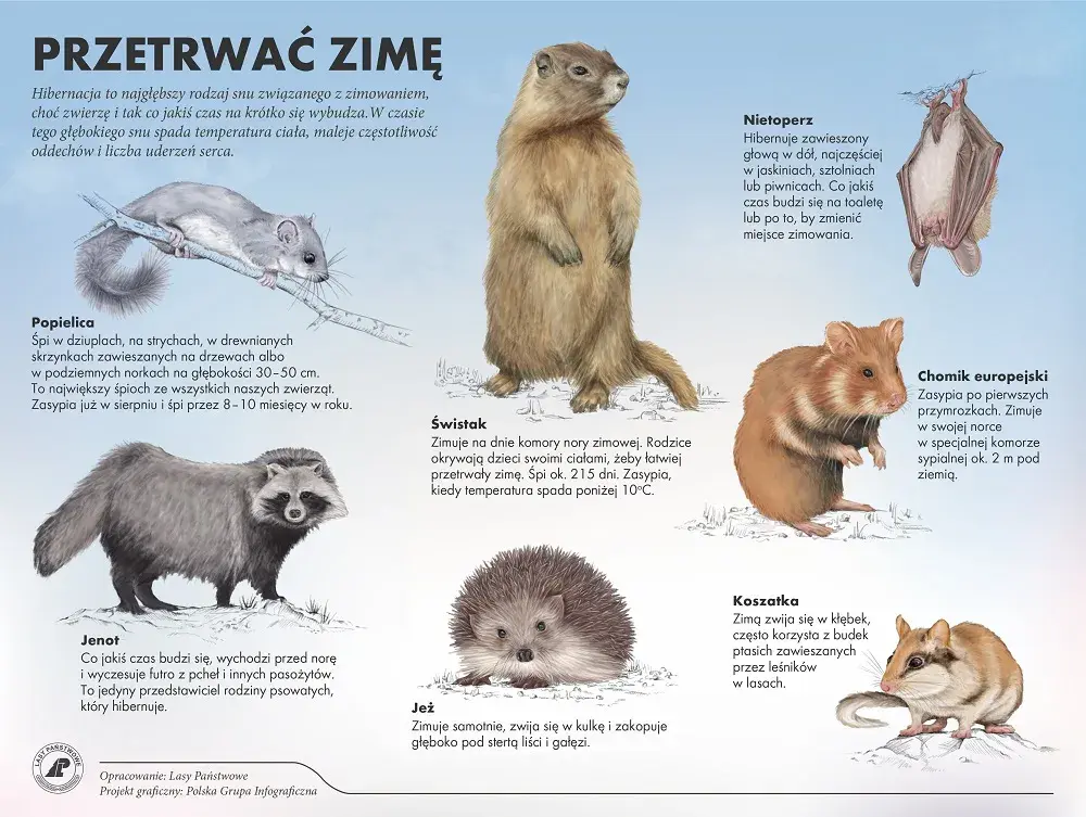 Jak zwierzęta przygotowują się do zimy? Wiewiórka, bocian, jeż