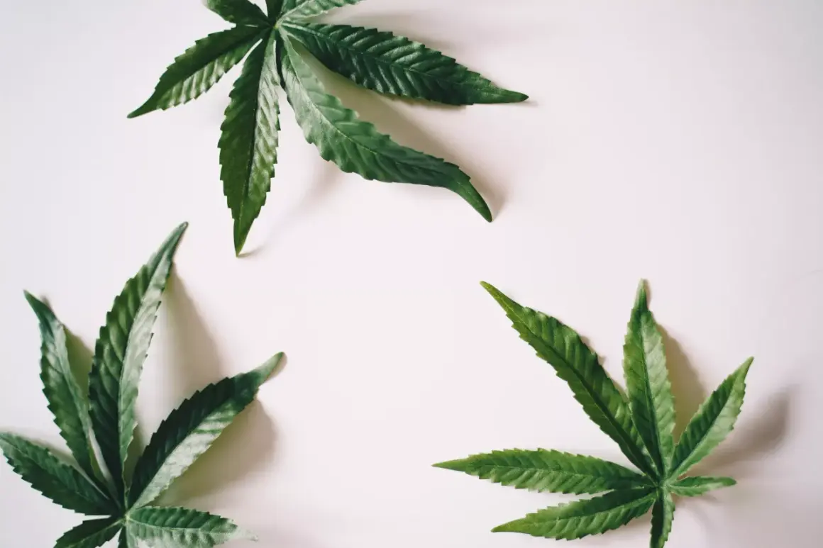 Ile rośnie marihuana? Poznaj etapy i przyspiesz zbiory!