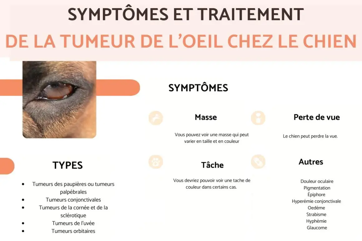Gros plan sur l'œil d'un chien, présentant des symptômes de mélanome oeil chien, tels que masse ou tâche.