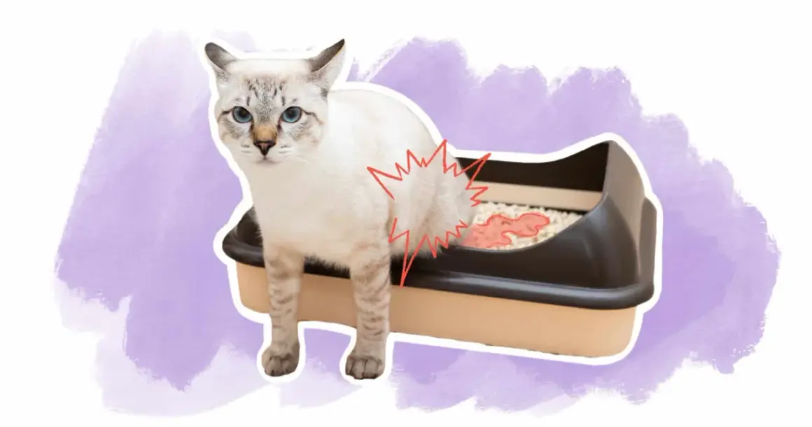 Un chat blanc aux yeux bleus semble souffrir près de sa litière, suggérant une possible infection urinaire.